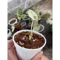 ราคา บอนกระดาดด่างขาว Alocasia (13525700105)