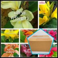 ราคา พุทธรักษาแคระ 9สี ตัดใบล้างราก)ให้เลือก ไม้มงคล หน่อ เหง้า ต้น หน่อ เหง้า พุทธรักษาเตี้ย (9256648787)