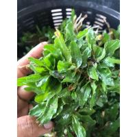 ราคา หญ้าไทเป ชุด 12 ตารางเมตร ⭐️ (28454582260)