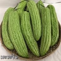 ราคา เมล็ดพันธุ์มะระจีนยาว (20213100556)