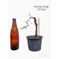 ราคา บอนไซมะขามเพาะเมล็ด อายุ3-5ปี (25433660220)