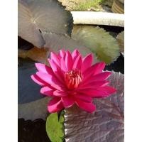 ราคา บัวแดง บัวกินสาย บำรุงโลหิต (19608763893)