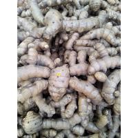 ราคา ต้นพันธุ์ ว่านเอ็นเหลือง ในถุงดำพร้อมปลูก 39 บาท สมุนไพรโดดเด่น (24519668642)