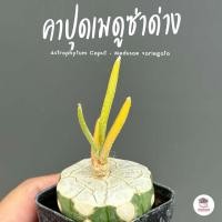 ราคา คาปุดเมดูซ่าด่าง Astrophytum Caput - Medusae variegata แคคตัส กระบองเพชร cactus&succulent (23418933052)