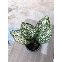 ราคา อโกลนีมามรดกโลก Aglaonema (ส่งทั้งกระถางค่ะ) ใบใหญ่มาก มีหลายต้นสวยๆ สามารถดูรูปน้องๆก่อนส่งได้ค่ะ (8448694397)
