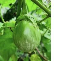 ราคา เมล็ดมะเขือเปาะ มะเขือเปาะเจ้าพระยา 50 เมล็ด (14900699455)