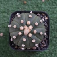 ราคา กระบองเพชร cactus แอสโตรไฟตัม 053 (1118504881)