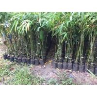 ราคา ไผ่ซางหม่น (ซางราชินี) (5352502452)