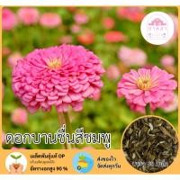 ราคา ดอกบานชื่นกลีบซ้อนสีชมพูล้วน 60 เมล็ด (28223367243)