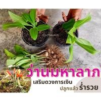 ราคา ค่าส่งถูก ว่านมหาลาภ ว่านเสน่ห์มหาลาภ ว่านหงสาวดี ต้นไม้มงคล ช่วยเสริมด้านโชคลาภ เก็บเงินปลายทาง [Sky.storehouse] (12820960853)