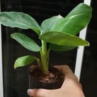 ราคา ต้นกล้วยแคระ พันธุ์ กล้วยหอมแคระ จัดส่งพร้อมกระถางดำ 3 นิ้ว ลำต้นสูง 15 ซม (5071832536)