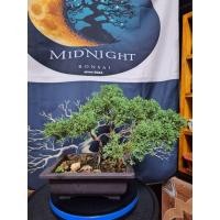 ราคา บอนไซสนญี่ปุ่น ชิมปากุ คิชู ส่งฟรี (29670274437)
