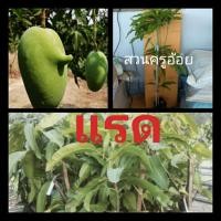 ราคา กิ่งมะม่วงพันธุ์แรด กิ่งทาบ สูง80ซม. (11018306790)