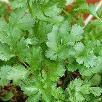 ราคา 1100 เมล็ด ผักชี ผักชีลา ผักหอมป้อม ผักหอมน้อย ผักหอม Non-GMO Cilantro Coriander สายพันธุ์ พูนทรัพย์ (41973806290)