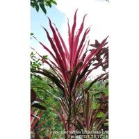 ราคา ต้นหมากผู้หมากเมียไม้มงคล (ชื่อเปลวสุริยัน)​ (14903638472)