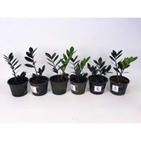 ราคา ต้นกวักมรกตใบดำ (ไม้มงคล ไม้ปลูกที่ร่มในบ้าน) (5938157761)