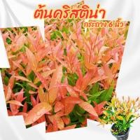 ราคา ต้น คริสติน่า กระถาง 6 นิ้ว(ส่งพร้อมกระถาง)(ขั้นต่ำ 2 ต้น) (6458390483)