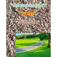 ราคา ขายส่ง 500 กรัม เมล็ดหญ้าเบอร์มิวด้าแคระ หญ้าเบอร์มิวด้า Bermuda Grass หญ้าแพรก สนามหญ้า พืชตระกูลหญ้า เมล็ดพันธ์หญ้า (43801511431)