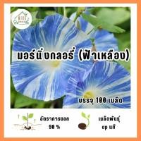 ราคา มอร์นิ่งกลอรี่ (ฟ้าเหลือง) 100 เมล็ด (42251107766)