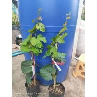 ราคา องุ่นแบล็คโอปอ สายพันธุ์จากออสเตรเลีย (28286292363)