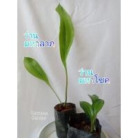 ราคา เซ็ตว่านมหาลาภ กับ ว่านมหาโชค ว่านมงคล รากเดินดี (16557479563)