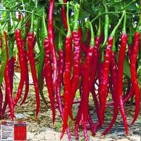 ราคา เมล็ดพันธุ์พริกโจลอง 50เมล็ด พันธุ์พริกยาว ลูกดก เผ็ดหอม ปลูกง่าย ให้ผลิตสูง (28708283927)