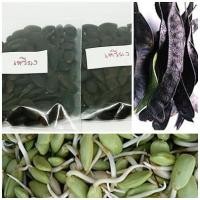 ราคา ซื้อ 1 ชุดแถม 1 ชุด เมล็ดเหรียง Nitta tree ลูกเหรียง หน่อเหรียง พืชผักอร่อยภาคใต้ ผักเหนาะ สมุนไพร 50 เมล็ดแถม 50 เมล็ด (5530686209)