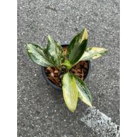 ราคา อโกลนีมา สุวรรณภูมิด่าง Aglaonema Sp. Suvarnabhumi Variegated (27338194438)