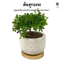 ราคา ต้นหูกระจง ต้นไม้มงคล แผ่บารมี พร้อมกระถางอิฐมวลเบา+จานรองไม้ กระถางขนาด 10*10 cm. ส่งพร้อมกระถาง (25076328914)