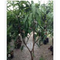 ราคา ต้นพันธุ์มะม่วงเขียวเสวยพร้อมปลูก (57753130654)