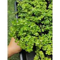 ราคา Soleirolia soleirolii/ไม้มงคล​ ต้นสร้อยเงินสร้อยทอง /กระถาง4" เลือกต้นได้ (15155531835)