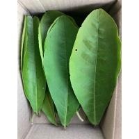 ราคา เปล้าน้อย ใบเปล้าน้อยสด 100ใบ (25331286446)