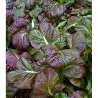 ราคา 300 เมล็ด มัสตาร์ดโอซาก้าสีม่วง (9406313488)