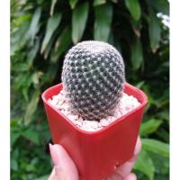 ราคา แมมนกฮูก Mammillaria microthele (2771059430)