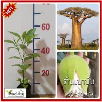 ราคา ต้นเบาบับ เบาบับ ขนมปังลิง ต้นไม้กลับหัว ต้นมหาสมบัติ ต้นไม้แห่งชีวิต (43018577405)