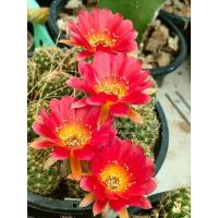 ราคา ต้นกระบองเพชร โลบิเวีย Lobivia cactus สายดอกสีสวยสดๆ (15689732005)