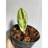 ราคา กวักมรกตด่าง กวักมรกตด่างขาว ลายสวย ต้นสูง มีหัวทุกต้น (23523724129)