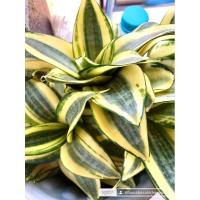 ราคา ลิ้นมังกรแคระ ต้นลิ้นมังกรทองแคระไม้ฟอกอากาศ ฮานิอาย (24618848158)