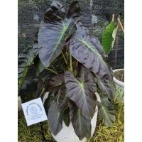 ราคา บอนดำ Aloha colocasia/Diamond head colocasia อะโลฮ่าโคโลคาเซีย ไดมอนเฮดโคโลคาเซีย (15355031712)