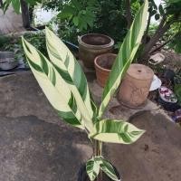 ราคา ต้นเฮลิโคเนียด่างขาว เบริ์ดด่าง ข่าด่าง ขิงด่าง สาคูด่าง ☘️☘️☘️ (11420366055)