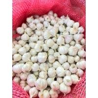 ราคา กระเทียมไทย กระเทียมแก้วตัดจุกหัวสวยกระเทียมศรีสะเกษ (25263658721)