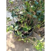 ราคา กิ่งตอนมะนาว มะนาวแป้นลูกใหญ่ (29931448076)