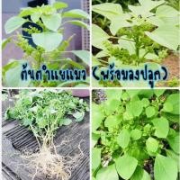 ราคา ต้นตำแยแมว ตำแยแมว (สำหรับนำไปปลูกส่งพร้อมดิน) (9375169281)