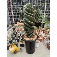 ราคา Cereus forbesii spiralis​ เกลียวซีดีอูด (9148017304)