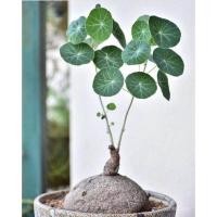 ราคา เมล็ด ถูก็ด บัวบกโขด Stephania Erecta Craib ว่านบัวบก บอนไซ ไม้โขด ไม้หัว โชว์หัว ไม้ประดับ Gotu kola ขนาดเ ผักบุ้ (17894396294)