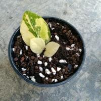 ราคา กวักมรกต กวักมรกตด่าง * แม่ด่างเทพ แทงหน่อแล้ว! (11753874480)