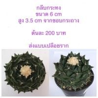 ราคา กลีบกระทง (Obregonia denegrii) แคคตัส กระบองเพชร (14230107296)