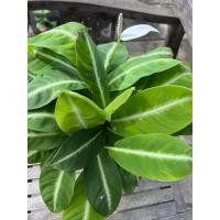 ราคา Spathiphyllum white stripe เดหลีแคระกระถาง 8”กอใหญ่ (15649369931)