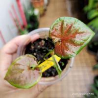 ราคา ได้ต้นในรูป (แยกหน่อ มีเขี้ยว) บอนสีจอมทัพ บอนสีตับรามเกียรติ์ บอนสี จอมทัพ บอนเก่า บอนไทยโบราณ บอนหายาก สะสม ไม้มงคล (12243234306)