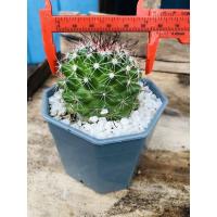 ราคา mammillariaแมมหนามตะขอ จัดส่งพร้อมกระถาง (6162668266)